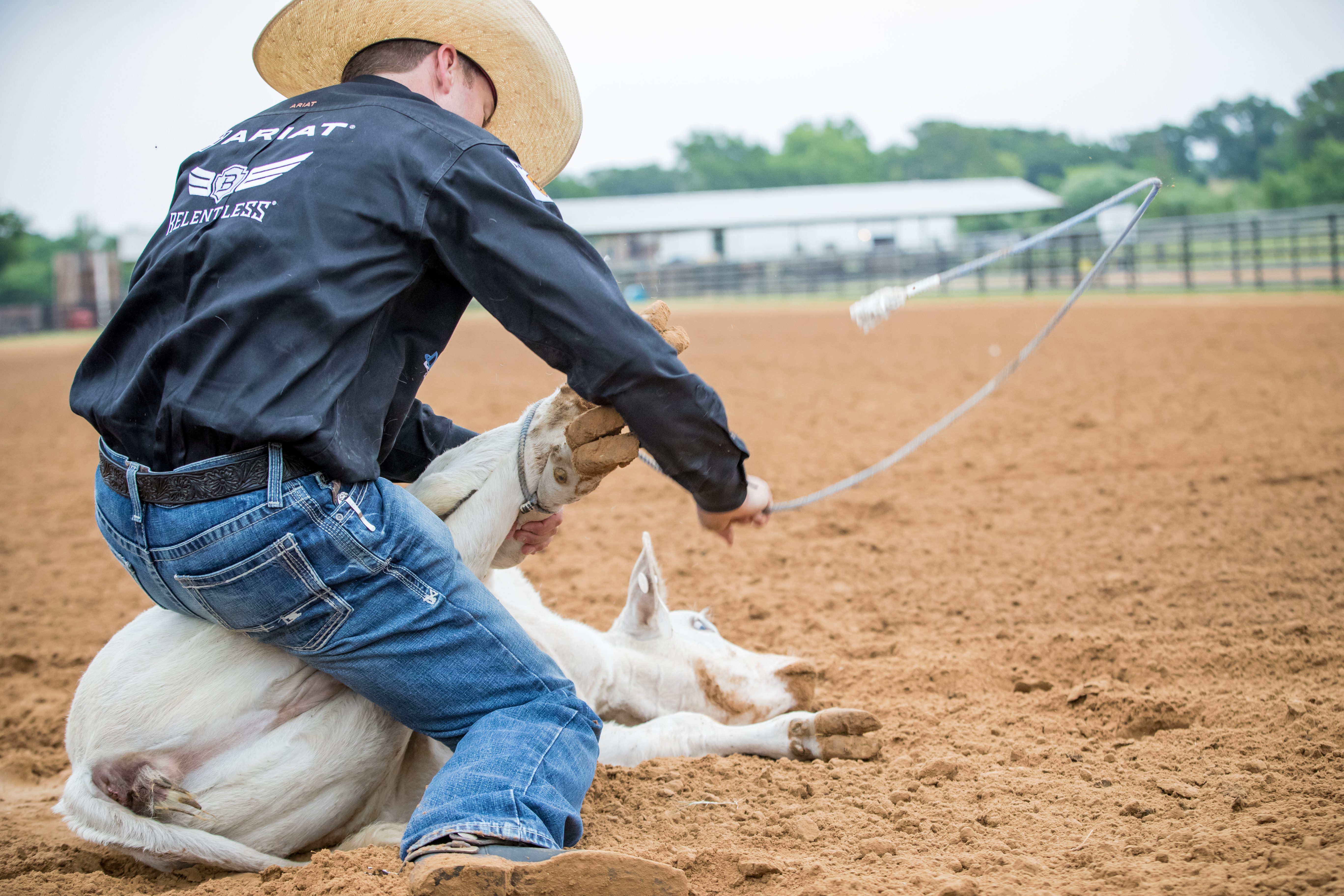 cowboy tying calf on ground