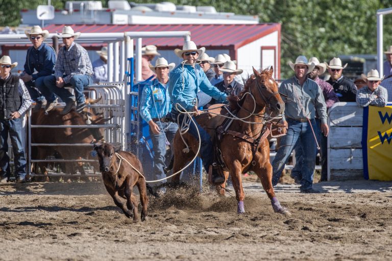 Kincade Henry roping a calf at the 2023 Home of Champions rodeo in Red Lodge, Montana.
