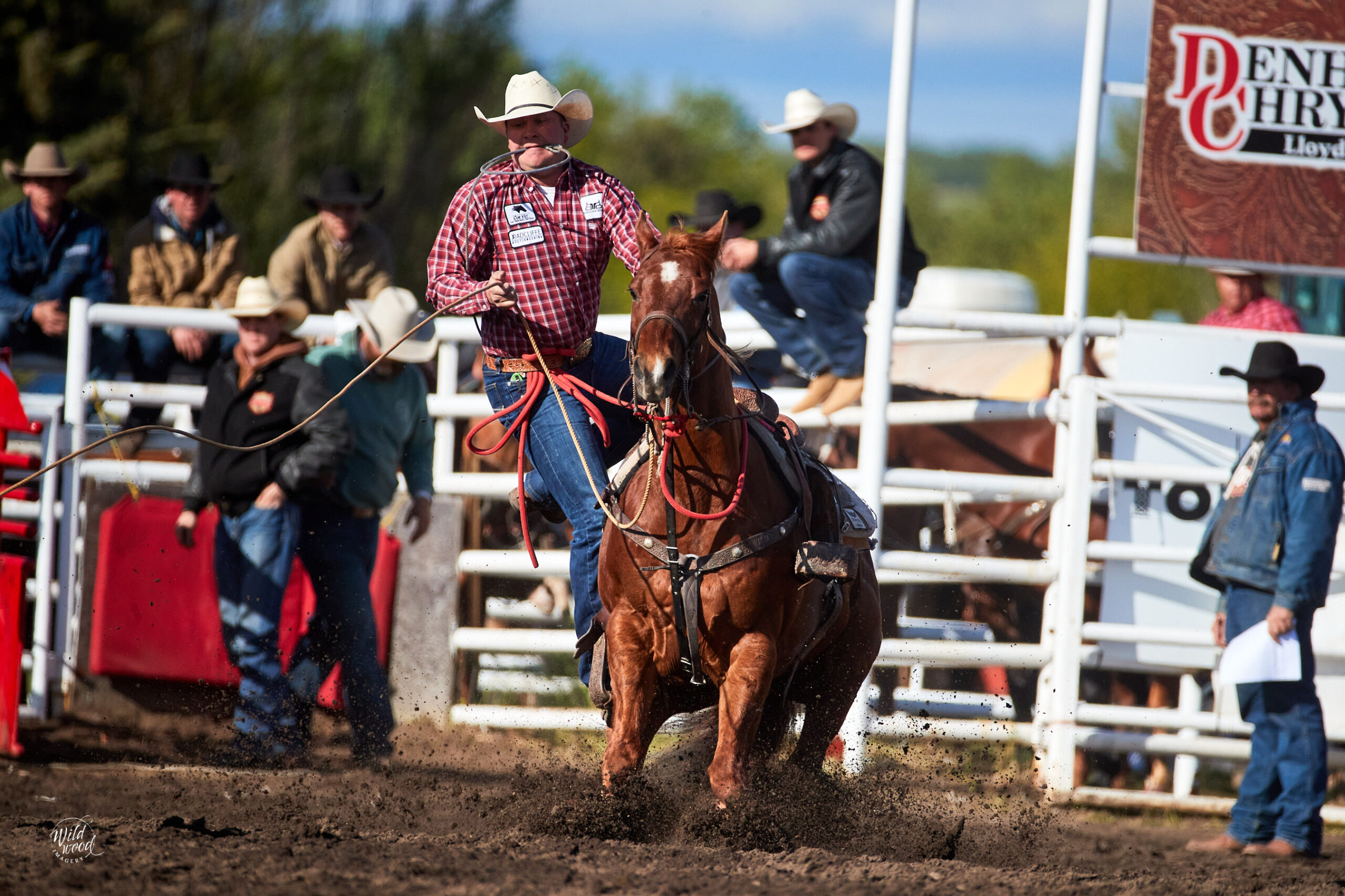 Shane Smith calf roping at Lea Park, June 2024.