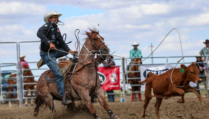 Junior Noguiera dismounts Resistol Rookie Gio Piloto's "Hollywood" on his way to a check at the Waterville, WA, rodeo.
