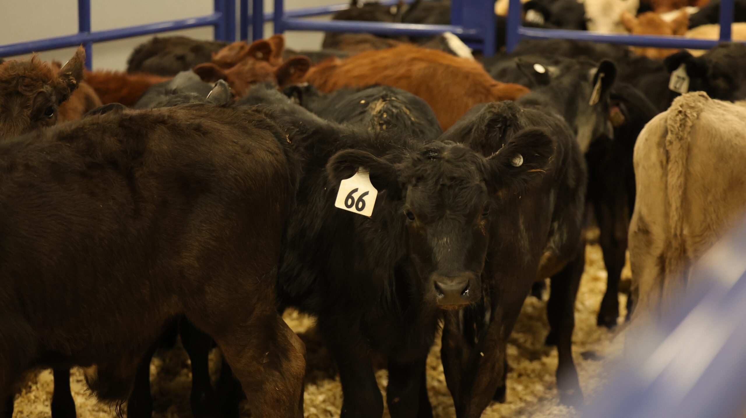 Tie-Down Calf Pens Set For 2024 NFR