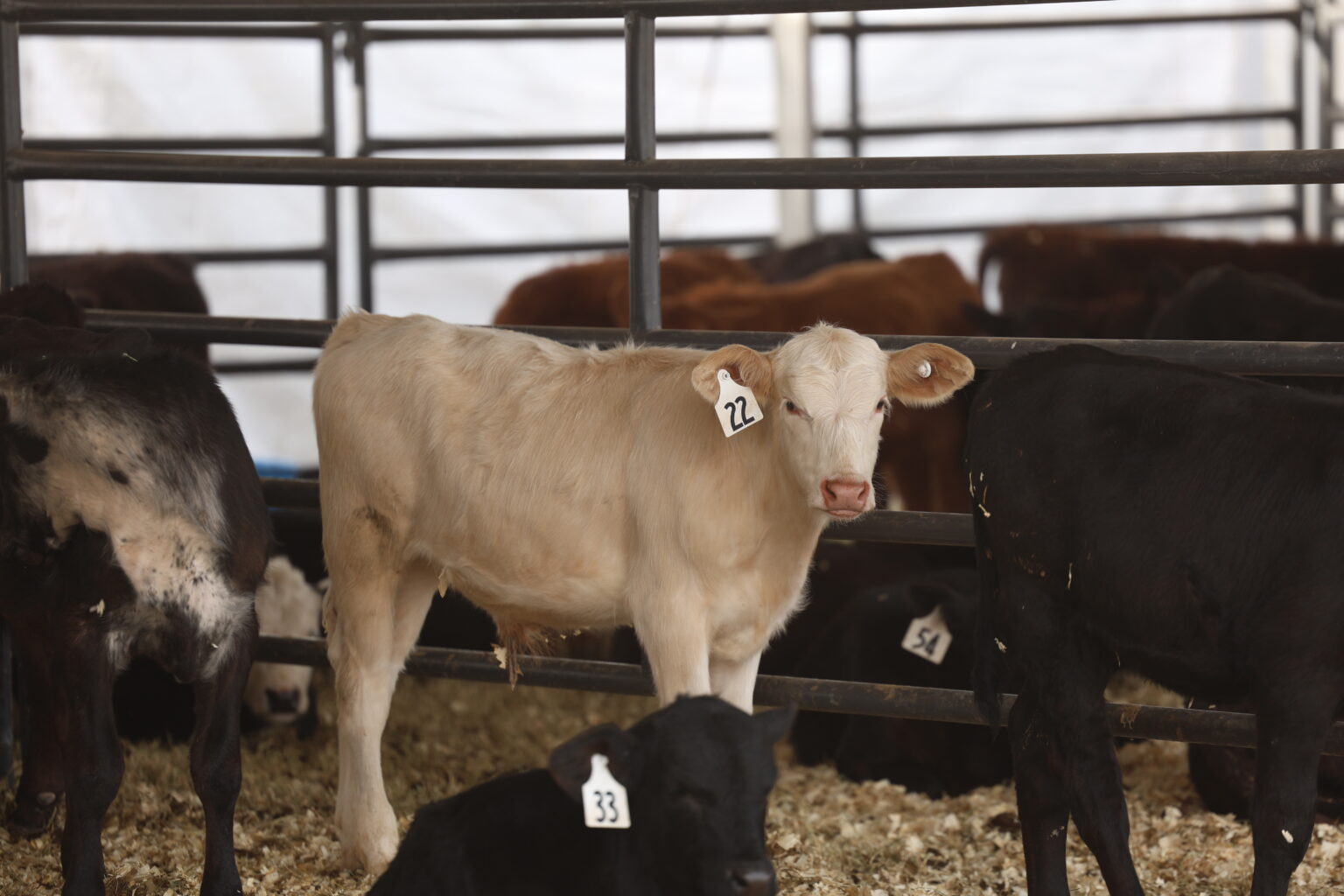 NFR 2024 Round 7 Calf Report